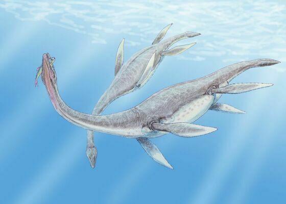 An artists reconstruction of a pair of Plesiosaur.  By Dmitry Bogdanov This species of of Plesiosaur was redescribed from Plesiosaurus mauritanicus to Zarafasaura oceanis in a 2011 paper which can be found at:A NEW SPECIMEN OF THE ELASMOSAURID PLESIOSAUR ZARAFASAURA OCEANIS FROM THE UPPER CRETACEOUS (MAASTRICHTIAN)OF MOROCCO